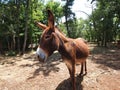 Donkey Royalty Free Stock Photo