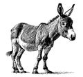 Donkey cute hand drawn sketch Vector illustration Domestic animals