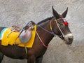 Donkey. Santorini island. Royalty Free Stock Photo