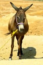 Donkey in the desert Royalty Free Stock Photo