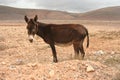 Donkey in desert