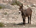 Donkey in the desert - Fez Morocco