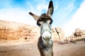 Donkey on a desert in Jordan national park - Wadi Rum desert. Travel photoshoot. Natural background. Royalty Free Stock Photo