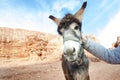 Donkey on a desert in Jordan national park - Wadi Rum desert. Travel photoshoot. Natural background. Royalty Free Stock Photo