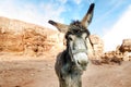 Donkey on a desert in Jordan national park - Wadi Rum desert. Travel photoshoot. Natural background. Royalty Free Stock Photo