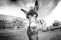 Donkey on a desert in Jordan national park - Wadi Rum desert. Travel photoshoot. Natural background. Royalty Free Stock Photo