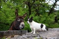 Donkey and dog