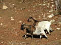 Donkey and domestic goats on the morning sun in the Zoo Juraparc Vallorbe - Canton of Vaud, Switzerland / Kanton Waadt, Schweiz Royalty Free Stock Photo