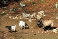 Donkey and domestic goats on the morning sun in the Zoo Juraparc Vallorbe - Canton of Vaud, Switzerland / Kanton Waadt, Schweiz Royalty Free Stock Photo