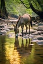 donkey drinking water from a clear stream