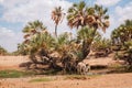 A donkey drinking water at North Horr Oasis in Marsabit County, Kenya