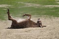 Donkey in the dust Royalty Free Stock Photo