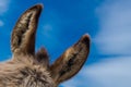 Donkey ears with blue sky Royalty Free Stock Photo