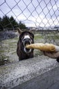 Donkey eating bread Royalty Free Stock Photo