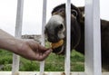 Donkey eating bread Royalty Free Stock Photo
