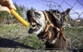 Donkey eating carrot Royalty Free Stock Photo