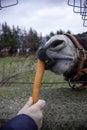 Donkey eating carrot Royalty Free Stock Photo