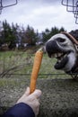 Donkey eating carrot Royalty Free Stock Photo