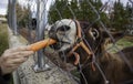 Donkey eating carrot Royalty Free Stock Photo