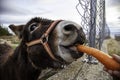 Donkey eating carrot Royalty Free Stock Photo