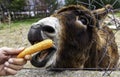 Donkey eating carrot Royalty Free Stock Photo