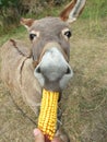 Donkey eating corn Royalty Free Stock Photo