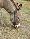 Donkey eating corn Royalty Free Stock Photo