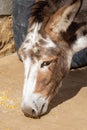 Donkey eating corn on the farm Royalty Free Stock Photo