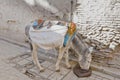 Donkey eating at Fez, Morocco Royalty Free Stock Photo