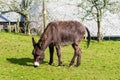 Donkey Eating Royalty Free Stock Photo