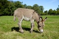 Donkey eating grass Royalty Free Stock Photo