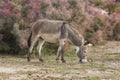 Donkey eating grass against Royalty Free Stock Photo