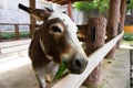 Donkey is eating grass Royalty Free Stock Photo