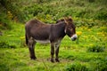 Donkey eating grass in a green field