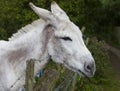 Donkey eating grass Royalty Free Stock Photo