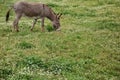 Donkey Eating Grass Royalty Free Stock Photo