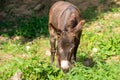 Donkey eating grass in nature Royalty Free Stock Photo