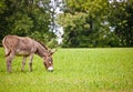 Donkey Eating Grass Royalty Free Stock Photo