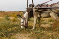 Donkey eating grass in the pasture Royalty Free Stock Photo