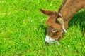 Donkey eating grass Royalty Free Stock Photo