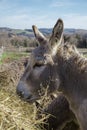 Donkey eating hay