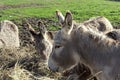 Donkey eating hay