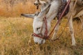 Donkey eats dry grass in the pasture, donkey head