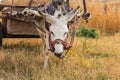 Donkey eats dry grass in the pasture, donkey head