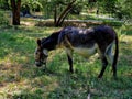 A donkey eats grass on a lawn in a recreation park