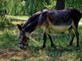 A donkey eats grass on a lawn in a recreation park