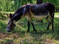 A donkey eats grass on a lawn in a recreation park