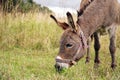 a donkey eats grass in a meadow Breakfast for animals on a farm