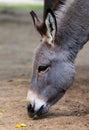 Donkey eats