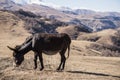 The donkey eats yellowed grass in the autumn mountains